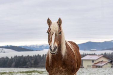 Güzel kırmızı bir at bulutlu bir kış gününde tepelerin arka planında