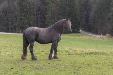 Güzel bir kara at bulutlu bir günde tepelerin arka planına karşı.