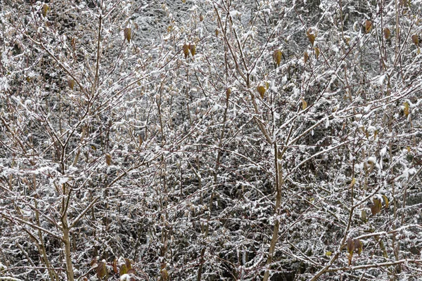Groep Loofbomen Zonder Bladeren Met Sneeuw Winter Een Bos Mist — Stockfoto