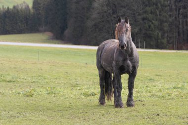 Güzel bir kara at bulutlu bir günde tepelerin arka planına karşı.