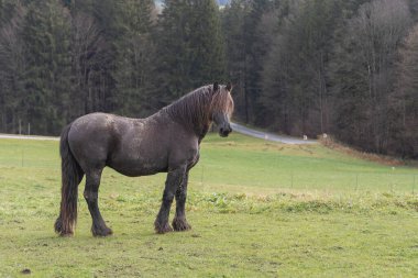 Güzel bir kara at bulutlu bir günde tepelerin arka planına karşı.