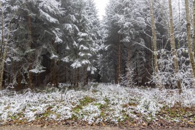 Yaprakları ve yeşil köknar ağaçları olmayan bir ağaç grubu sonbaharda sisli bir ormandadır.