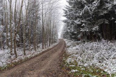 Yaprakları ve yeşil köknar ağaçları olmayan bir ağaç grubu sonbaharda sisli bir ormandadır.