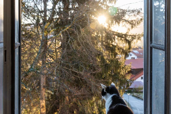 黒い白い猫は窓辺に座っていて 朝の黄色い日の出に開いている窓の外を見ています — ストック写真