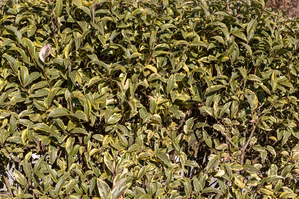 Una Hermosa Textura Brunches Verdes Amarillos Claros Arbustos Siempreverdes Plateados — Foto de Stock