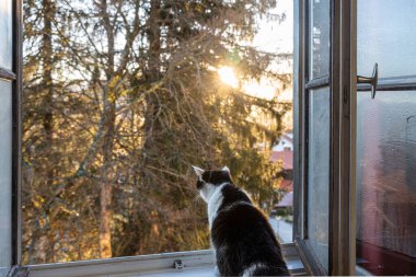 Siyah-beyaz kedi bir pencere eşiğinde oturuyor ve sarı gün doğumunda açık pencereden dışarı bakıyor. Arka görünüm