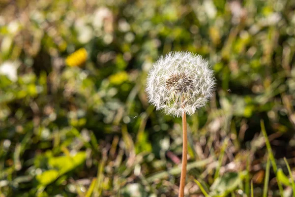 One White Fluffy Dandelion Head Seeds Beautiful Blurred Green Background — Stock Photo, Image
