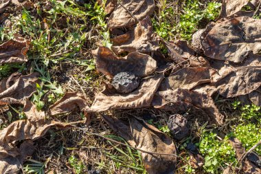 Güz mevsiminde yeşil çimlerin üzerinde ıslak portakal yaprakları ve cevizlerden oluşan güzel bir yatay doku.