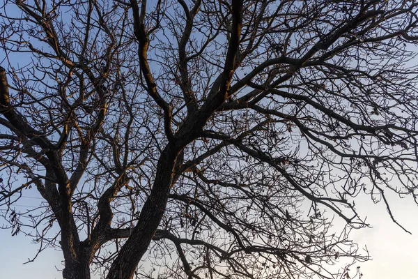 Eine Schwarze Silhouette Eines Walnussbaums Ohne Blätter Und Nüsse Ist — Stockfoto