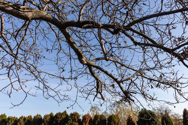 葉のないクルミの木の黒いシルエットとナッツが青い空の背景にあります — ストック写真