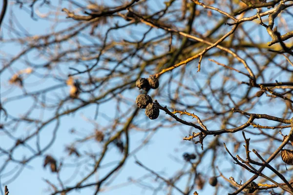Krásná Hnědá Silueta Ořechového Stromu Bez Listí Ořechů Modrém Pozadí — Stock fotografie