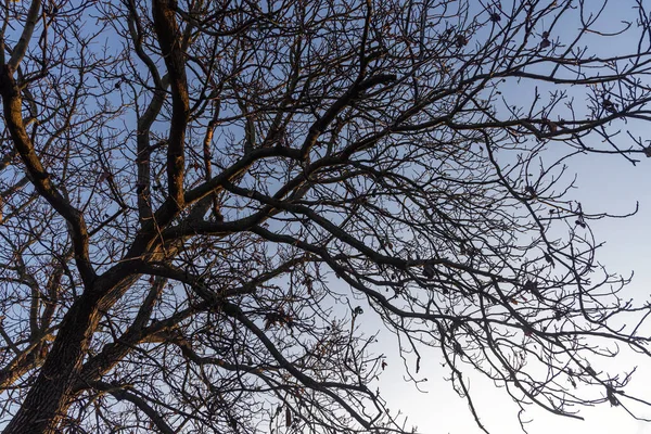 葉のないクルミの木の黒いシルエットとナッツが青い空の背景にあります — ストック写真