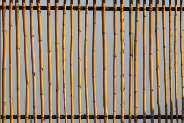 Cerca Textura Amarelo Seco Cortaderia Selloana Pumila Pluma Pampas Grama — Fotografia de Stock