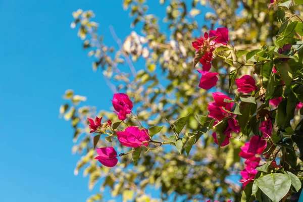 Red Flowers Bougainvillea Green Leaves Grow Garden Summer — Fotografia de Stock
