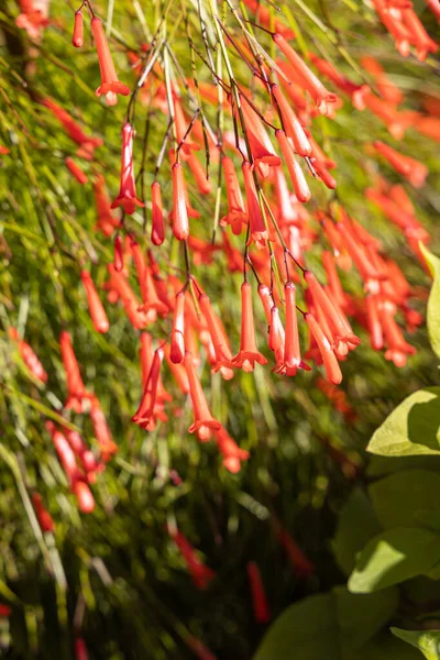 Flores Vermelhas Bougainvillea Firecracker Planta Com Folhas Verdes Crescem Jardim — Fotografia de Stock