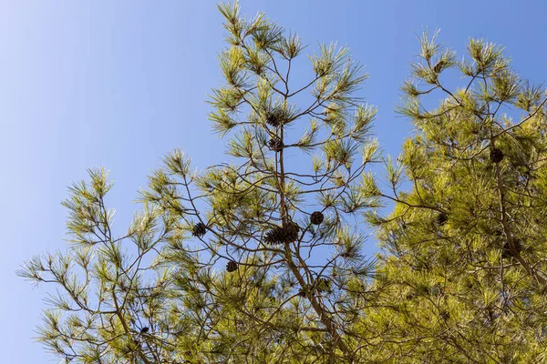 Mavi Gökyüzü Arka Planında Konili Güzel Yeşil Bir Çam Ağacı — Stok fotoğraf