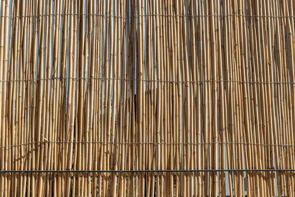 Texture Fence Dry Yellow Cortaderia Selloana Pumila Feather Pampas Grass — Stock Photo, Image