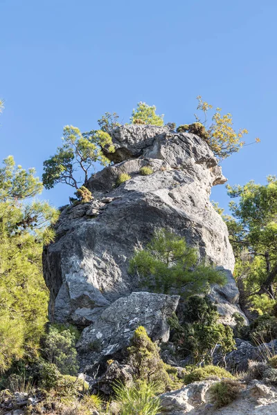 Stock image A Fantastic mountain with pine trees. Vertical