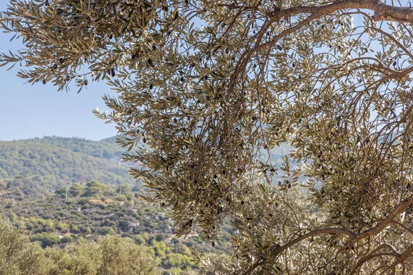 Stock image A Fantastic view on the mountains and stones terraces with olive trees