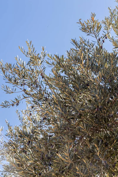 Прекрасне Оливкове Дерево Фоні Блакитного Неба — стокове фото