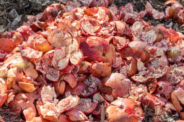 Yazın bahçede bir grup taze nar kabuğu.