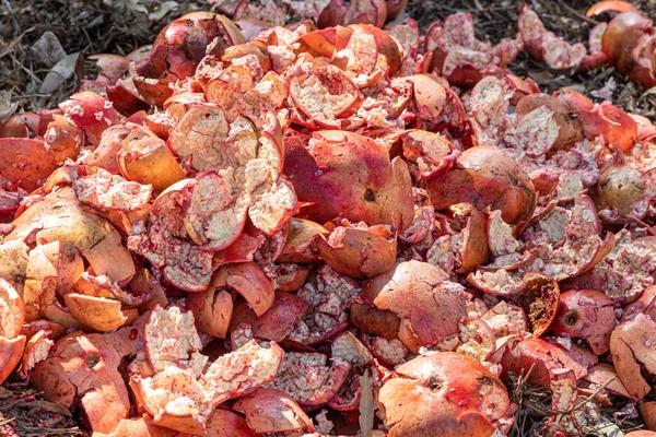 Yazın bahçede bir grup taze nar kabuğu.