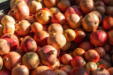 Yazın bahçede bir grup taze nar meyvesi.