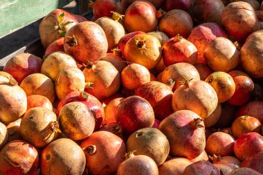 Yazın bahçede bir grup taze nar meyvesi.