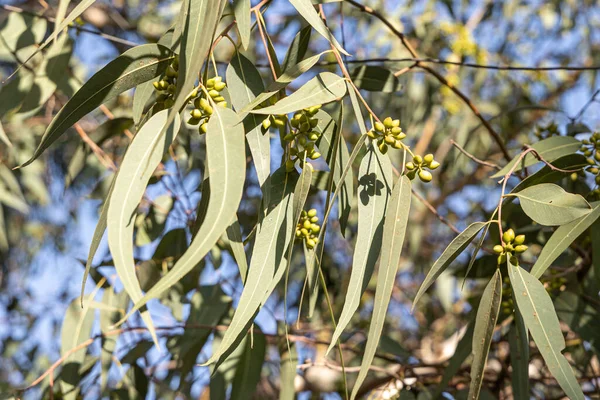 Stock image The Green Fruit or capsules and leaves Eucalyptus tree is on a blue sky background