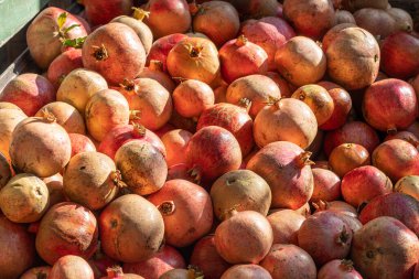 Yazın bahçede bir grup taze nar meyvesi.