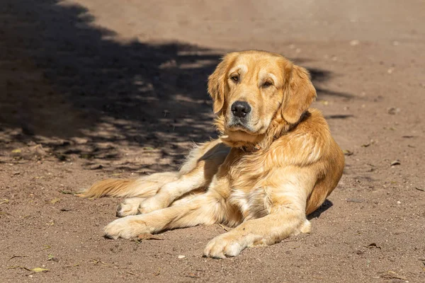 Belo Grande Labrador Vermelho Uma Coleira Rosa Uma Raça Cão — Fotografia de Stock