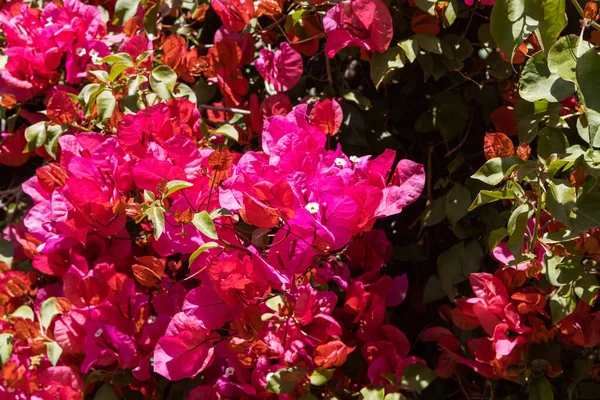 Flores Rojas Bougainvillea Con Hojas Verdes Crece Jardín Verano — Foto de Stock