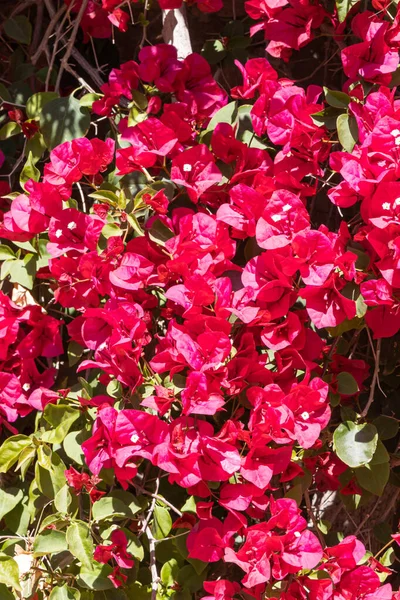 Flores Rojas Bougainvillea Con Hojas Verdes Crece Jardín Verano —  Fotos de Stock