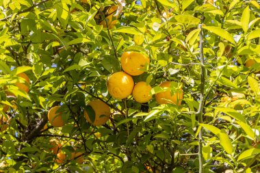 Bahçedeki ağaçta yeşil yapraklı ve beyaz çiçekli bir grup taze portakal var.