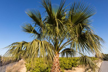 Büyük yapraklı güzel Washingtonia robusta palmiyesi mavi gökyüzü arka planında.