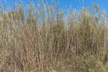 Kuru sarı bir Cortaderia Selloana Pumila tüyü otuyla birlikte mavi gökyüzünde parktaki beyaz bulutlar arasında