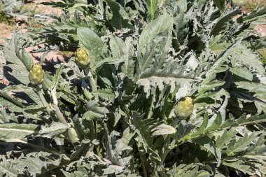 Bahçede yapraklı güzel yeşil bir enginar var.