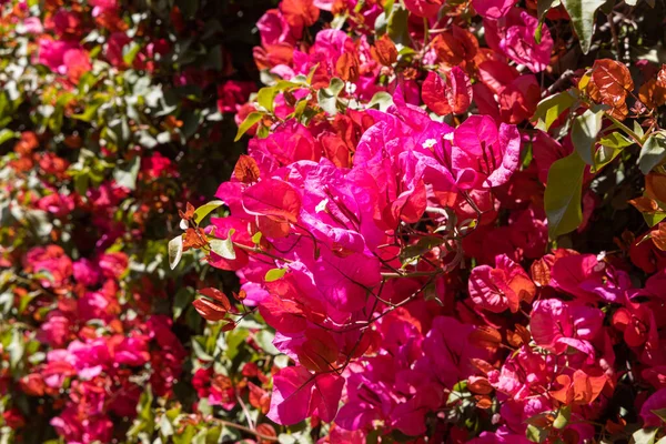 Flores Vermelhas Bougainvillea Com Folhas Verdes Cresce Jardim Verão — Fotografia de Stock
