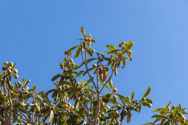 Yeşil yapraklı sarı meyveli bir lokuat ağacı bir bahçede.