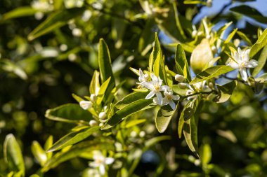 Bahçedeki portakal ağacında yeşil yapraklı bir grup taze beyaz çiçek var.