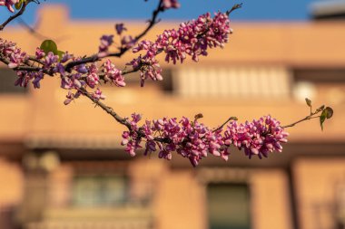 Pembe çiçekli ve yeşil yapraklı salkımın dalları baharda bir parkta bulanık bir arkaplanda