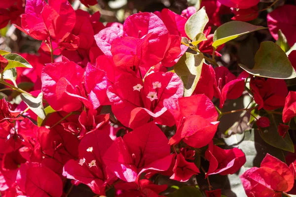 Flores Rojas Bougainvillea Con Hojas Verdes Crece Jardín Verano —  Fotos de Stock