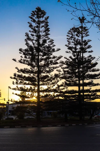 Pair Beautiful Big Green Norfolk Island Pines Sunset Sky Background — Stock Photo, Image