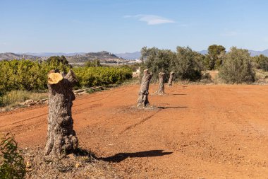 Devrilmiş hastalıklı zeytin ağaçları turuncu boş alanda tarım için sebze ekmeye hazırlar.