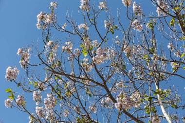 Genç yeşil yaprakları ve pembe çiçekleri olan prenses ağaçlarının dalları baharda bir parkta mavi bir arka planda.