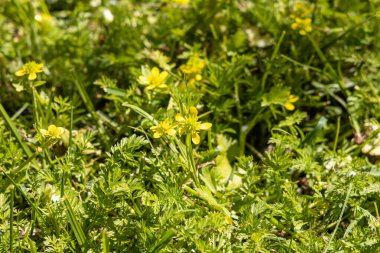 Yaban Çavdar Tarlası ve sarı düğün çiçeği ya da belida otunun güzel yatay dokusu yazdır.