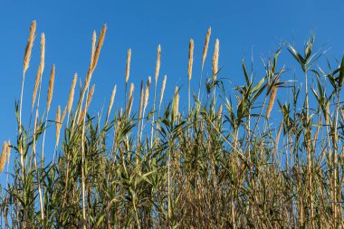 Kuru sarı bir Cortaderia Selloana Pumila tüyü otuyla birlikte parkta mavi gökyüzü arka planında