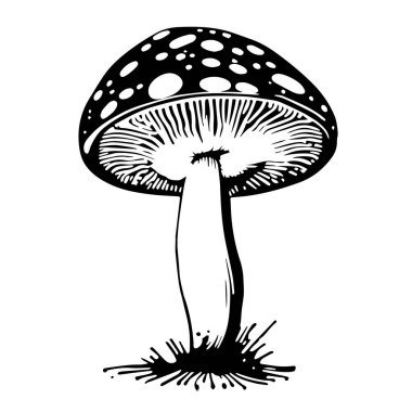 Beyaz arka planda izole edilmiş bir siyah el yapımı taze mantar sineği çizimi.