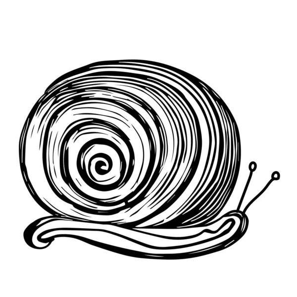 白地に一本のカタツムリの手描きの黒いベクトル図 — ストックベクタ