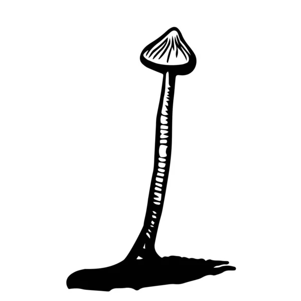 Black Hand Drawn Vector Illustration One Fresh Mushroom Toadstool Isolated — Stock Vector